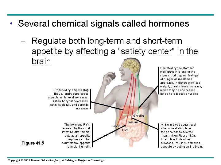  • Several chemical signals called hormones – Regulate both long-term and short-term appetite