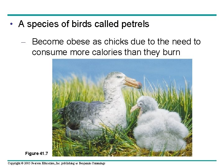  • A species of birds called petrels – Become obese as chicks due