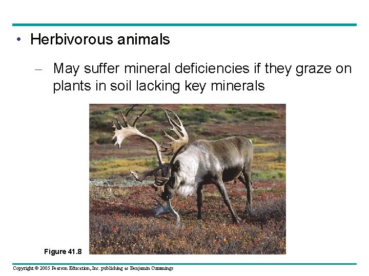  • Herbivorous animals – May suffer mineral deficiencies if they graze on plants