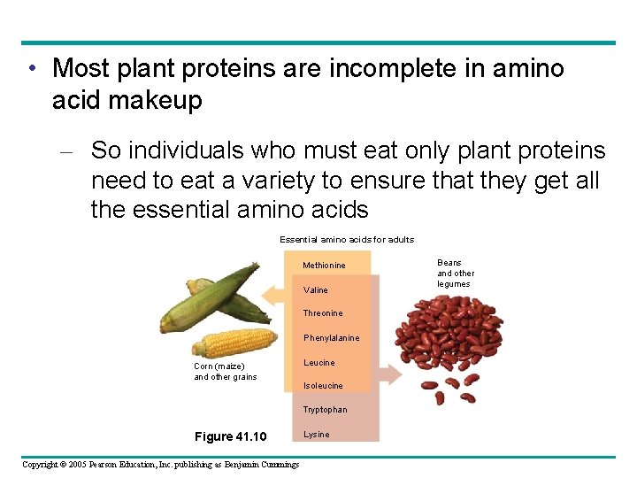  • Most plant proteins are incomplete in amino acid makeup – So individuals