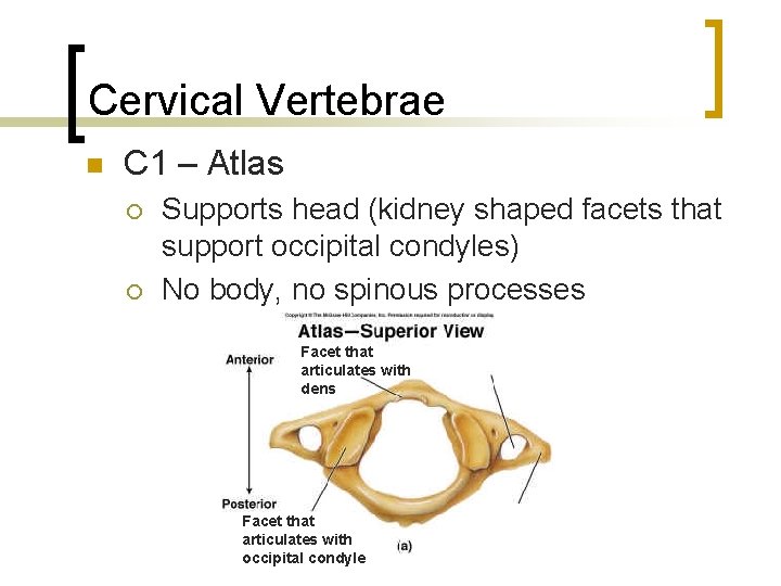 Cervical Vertebrae n C 1 – Atlas ¡ ¡ Supports head (kidney shaped facets