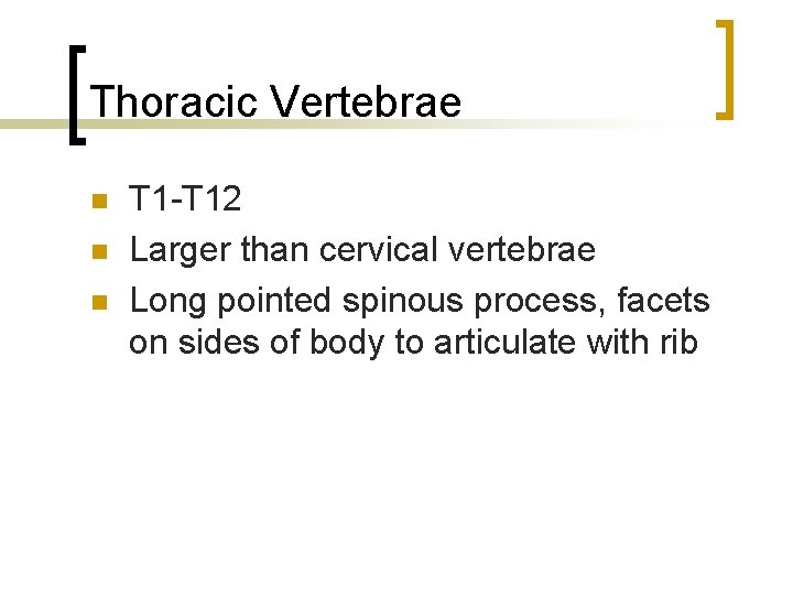 Thoracic Vertebrae n n n T 1 -T 12 Larger than cervical vertebrae Long