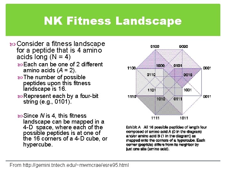 NK Fitness Landscape Consider a fitness landscape for a peptide that is 4 amino