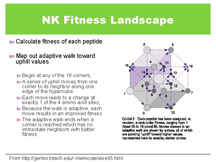 NK Fitness Landscape Calculate fitness of each peptide Map out adaptive walk toward uphill