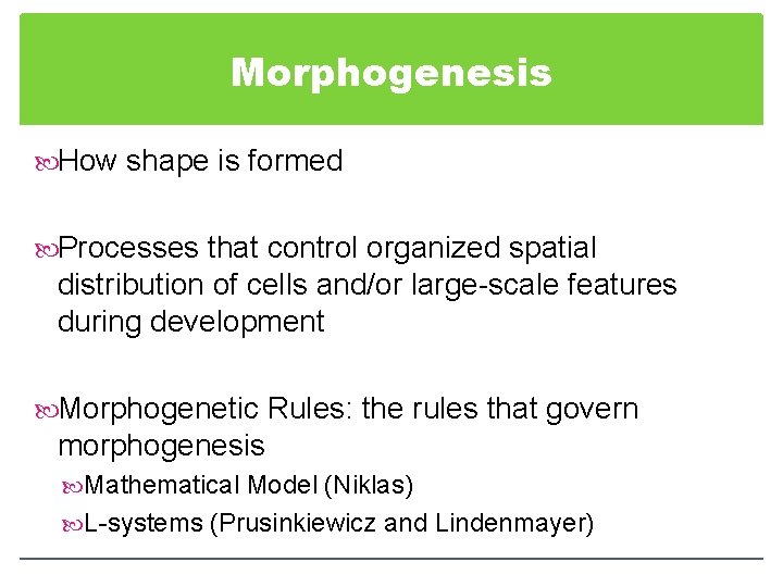Morphogenesis How shape is formed Processes that control organized spatial distribution of cells and/or