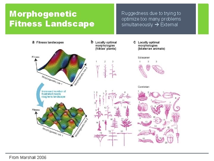 Morphogenetic Fitness Landscape From Marshall 2006 Ruggedness due to trying to optimize too many