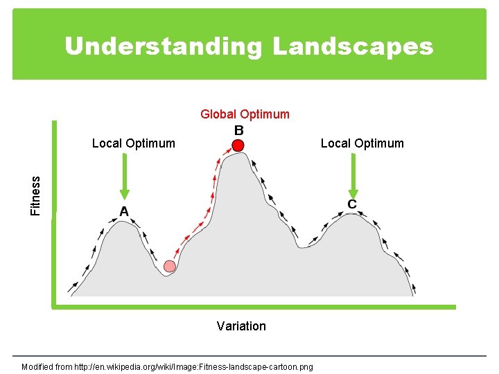 Understanding Landscapes Global Optimum Local Optimum Fitness Local Optimum Variation Modified from http: //en.