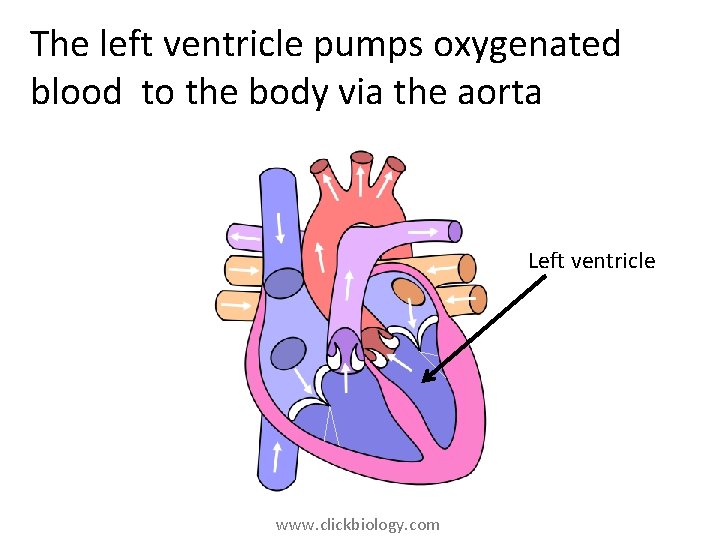 The left ventricle pumps oxygenated blood to the body via the aorta Left ventricle