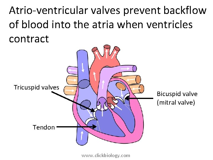 Atrio-ventricular valves prevent backflow of blood into the atria when ventricles contract Tricuspid valves