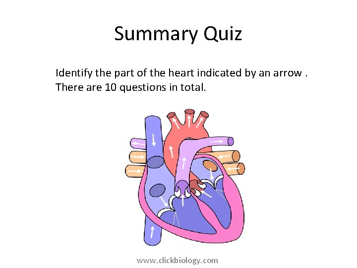 Summary Quiz Identify the part of the heart indicated by an arrow. There are