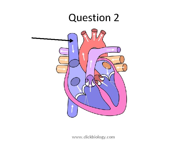 Question 2 www. clickbiology. com 