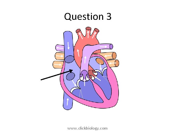 Question 3 www. clickbiology. com 