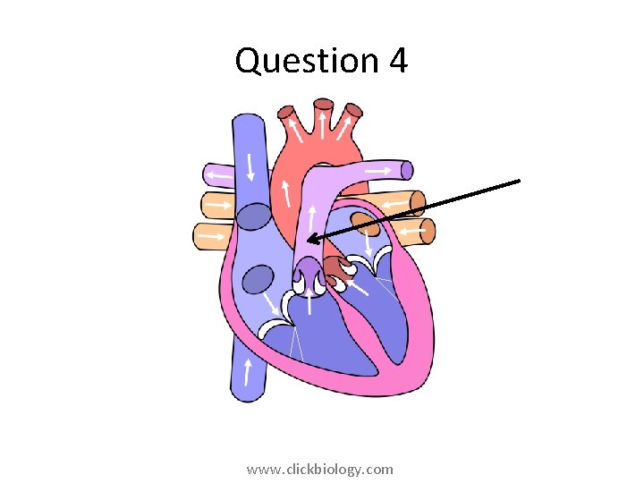 Question 4 www. clickbiology. com 