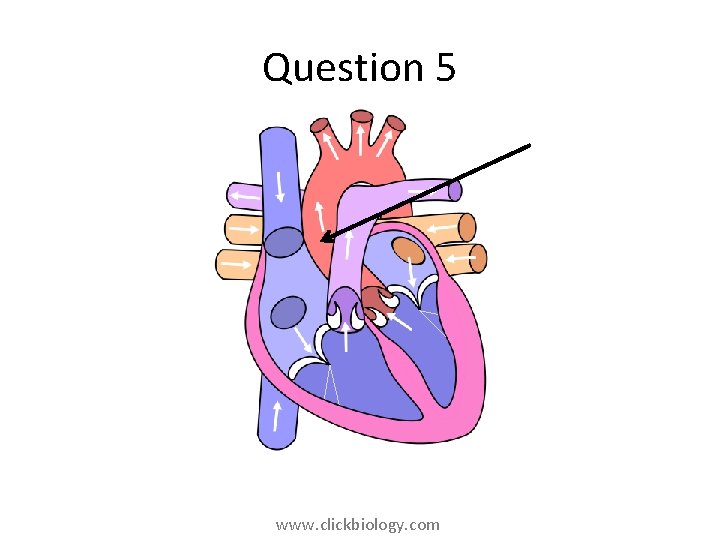 Question 5 www. clickbiology. com 