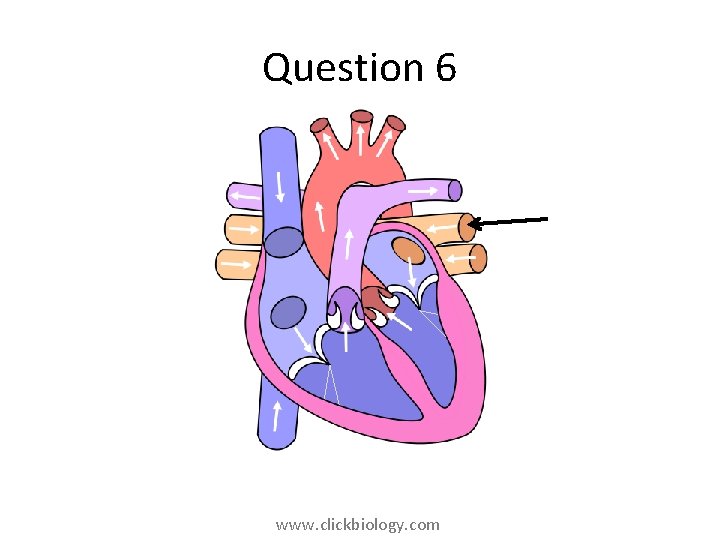 Question 6 www. clickbiology. com 