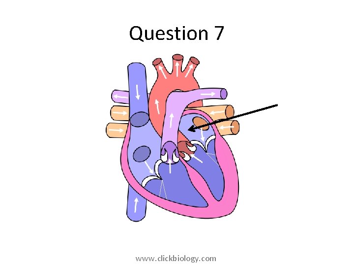 Question 7 www. clickbiology. com 