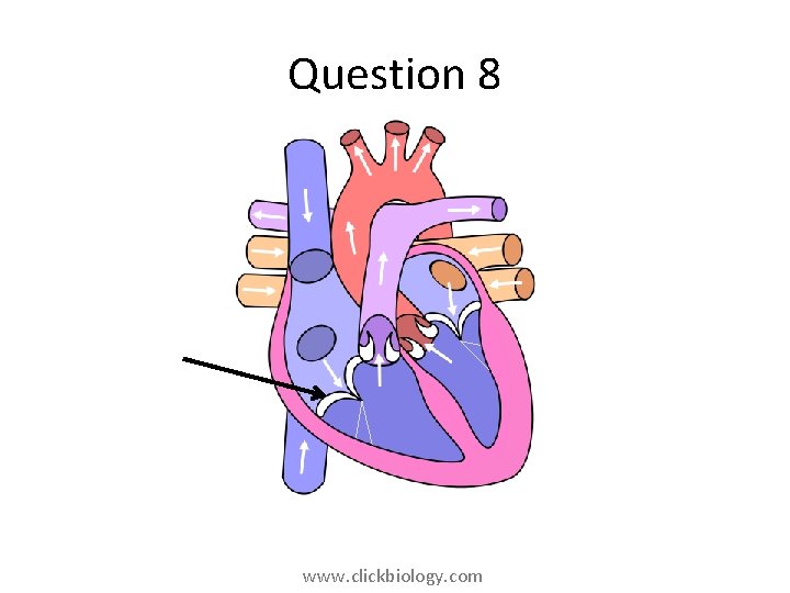 Question 8 www. clickbiology. com 