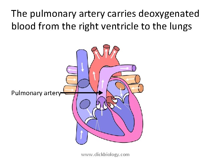 The pulmonary artery carries deoxygenated blood from the right ventricle to the lungs Pulmonary