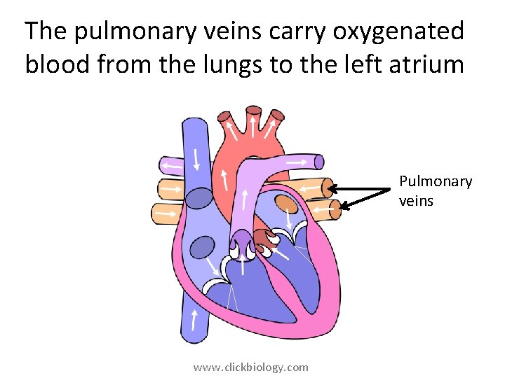 The pulmonary veins carry oxygenated blood from the lungs to the left atrium Pulmonary