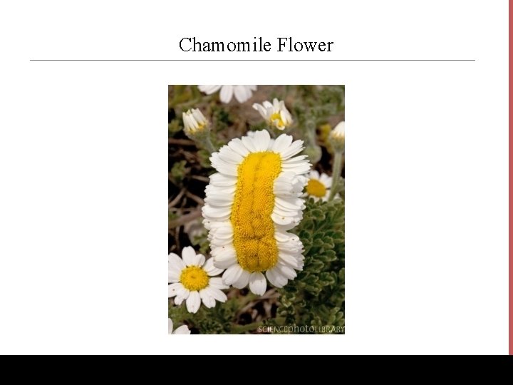 Chamomile Flower www. Bio. Ed. Online. org 