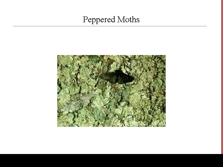 Peppered Moths www. Bio. Ed. Online. org 