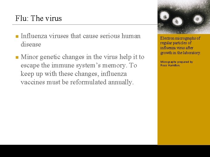 Flu: The virus n n Influenza viruses that cause serious human disease Minor genetic
