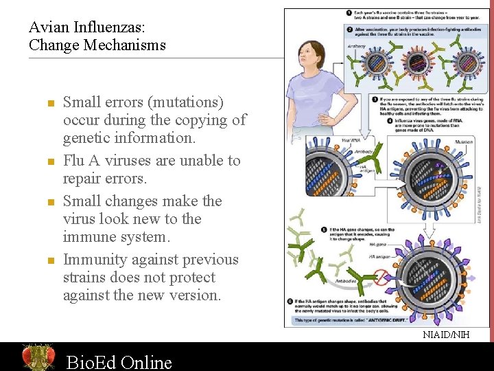 Avian Influenzas: Change Mechanisms n n Small errors (mutations) occur during the copying of