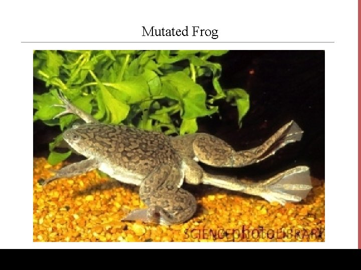 Mutated Frog www. Bio. Ed. Online. org 