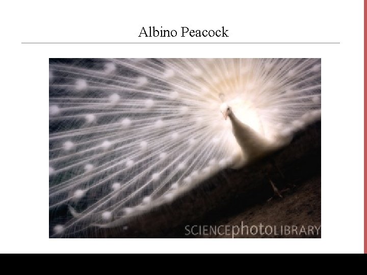 Albino Peacock www. Bio. Ed. Online. org 