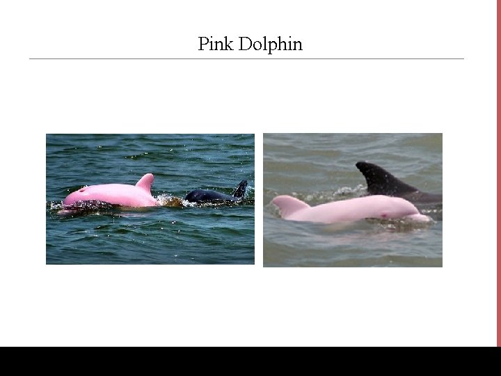 Pink Dolphin www. Bio. Ed. Online. org 