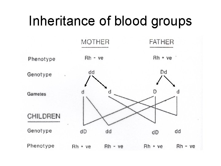 Inheritance of blood groups 