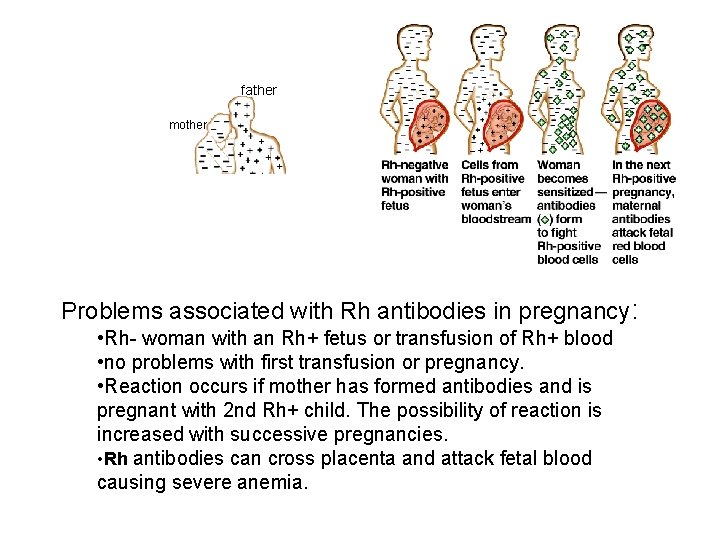 father mother Problems associated with Rh antibodies in pregnancy: • Rh- woman with an