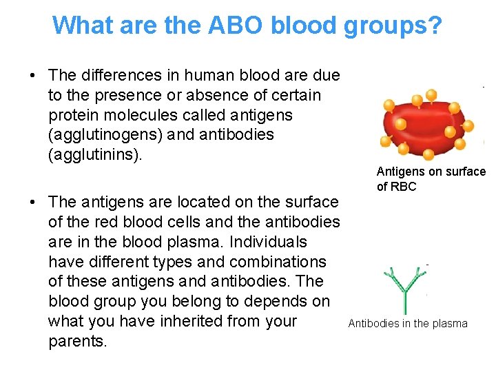 What are the ABO blood groups? • The differences in human blood are due