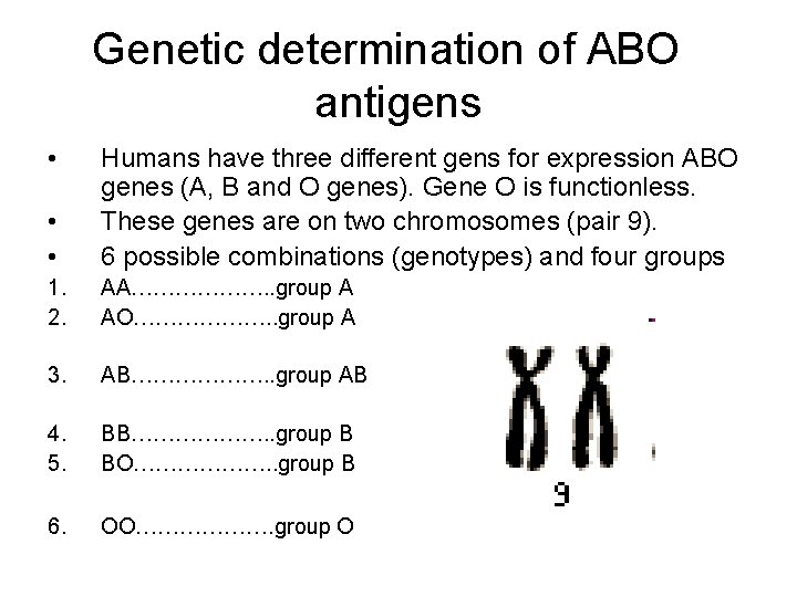 Genetic determination of ABO antigens • • • Humans have three different gens for