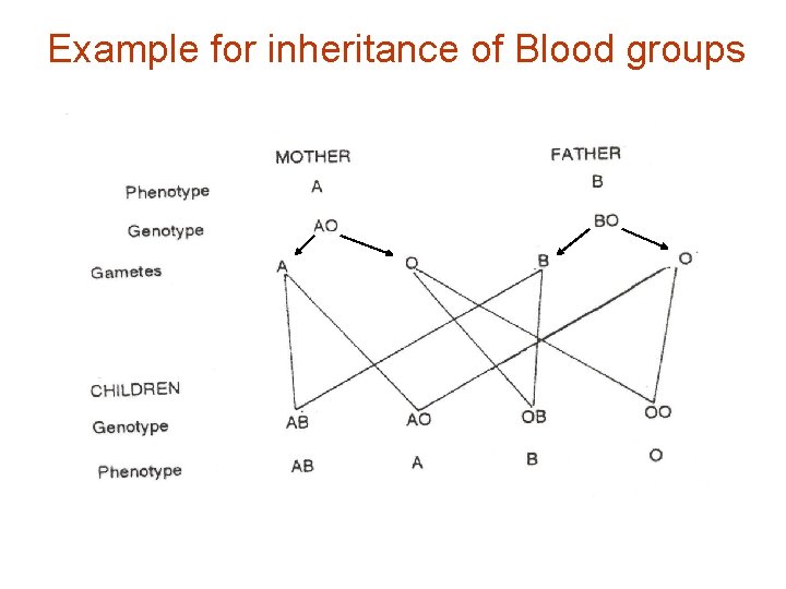 Example for inheritance of Blood groups 