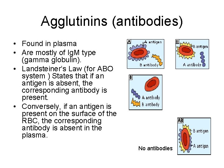 Agglutinins (antibodies) • Found in plasma • Are mostly of Ig. M type (gamma