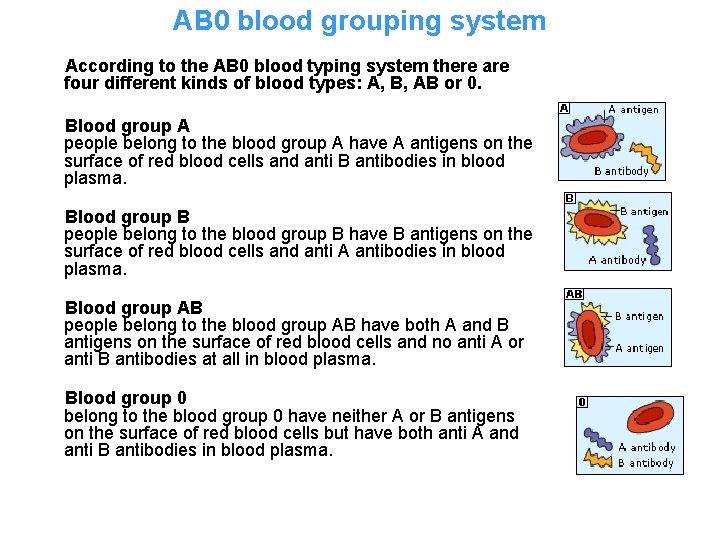 AB 0 blood grouping system According to the AB 0 blood typing system there