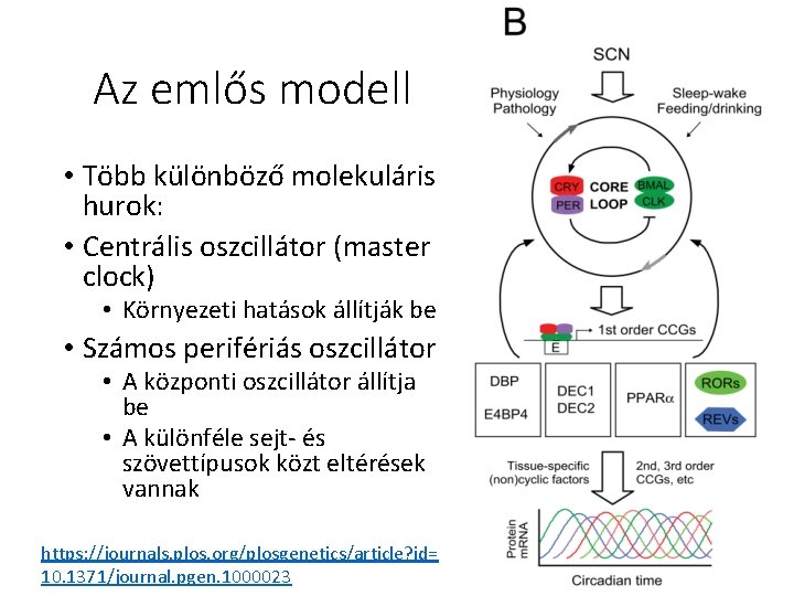 Az emlős modell • Több különböző molekuláris hurok: • Centrális oszcillátor (master clock) •