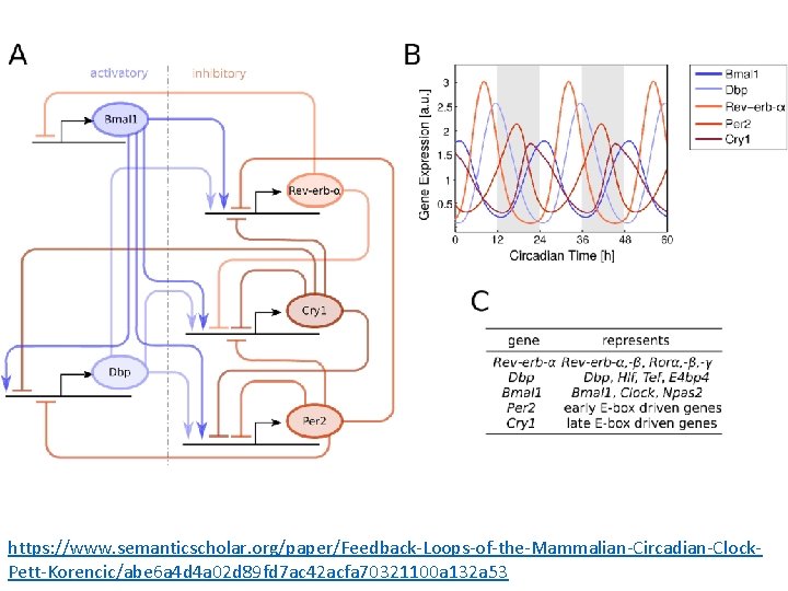 https: //www. semanticscholar. org/paper/Feedback-Loops-of-the-Mammalian-Circadian-Clock. Pett-Korencic/abe 6 a 4 d 4 a 02 d 89