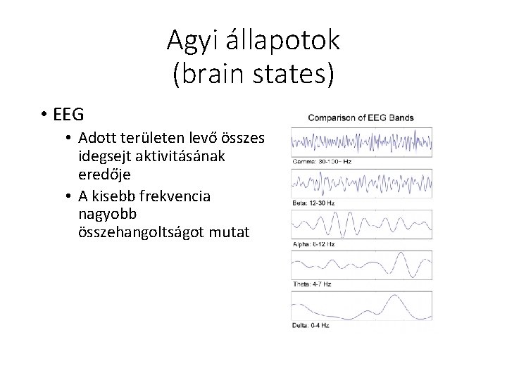 Agyi állapotok (brain states) • EEG • Adott területen levő összes idegsejt aktivitásának eredője