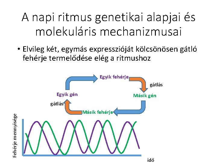 A napi ritmus genetikai alapjai és molekuláris mechanizmusai • Elvileg két, egymás expresszióját kölcsönösen