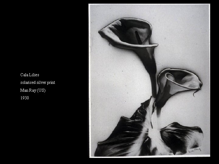 Cala Lilies solarised silver print Man Ray (US) 1930 