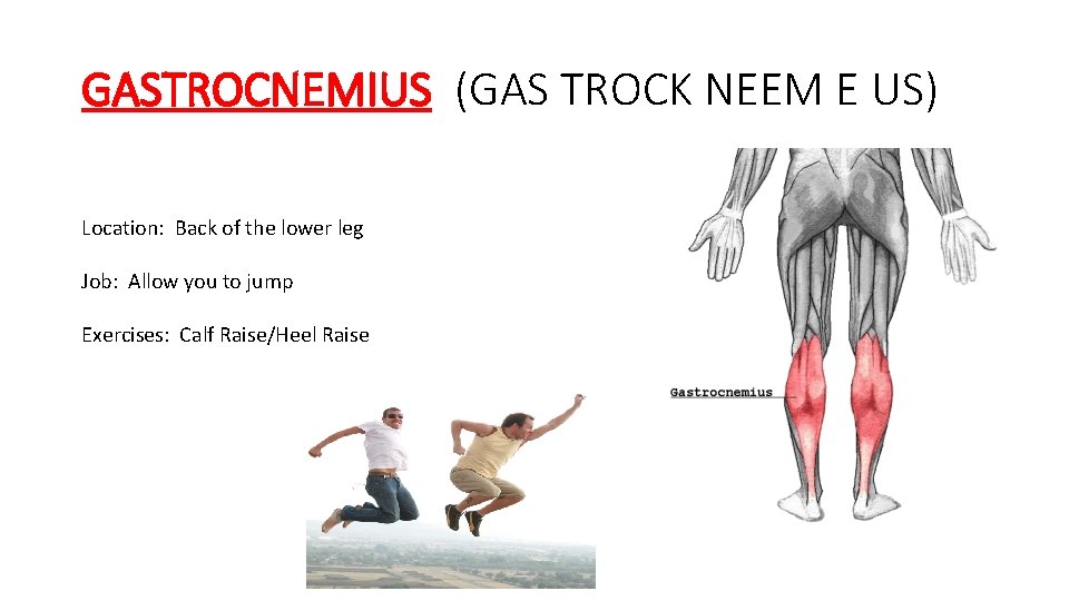 GASTROCNEMIUS (GAS TROCK NEEM E US) Location: Back of the lower leg Job: Allow