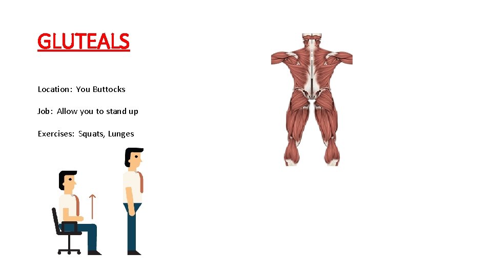 GLUTEALS Location: You Buttocks Job: Allow you to stand up Exercises: Squats, Lunges 