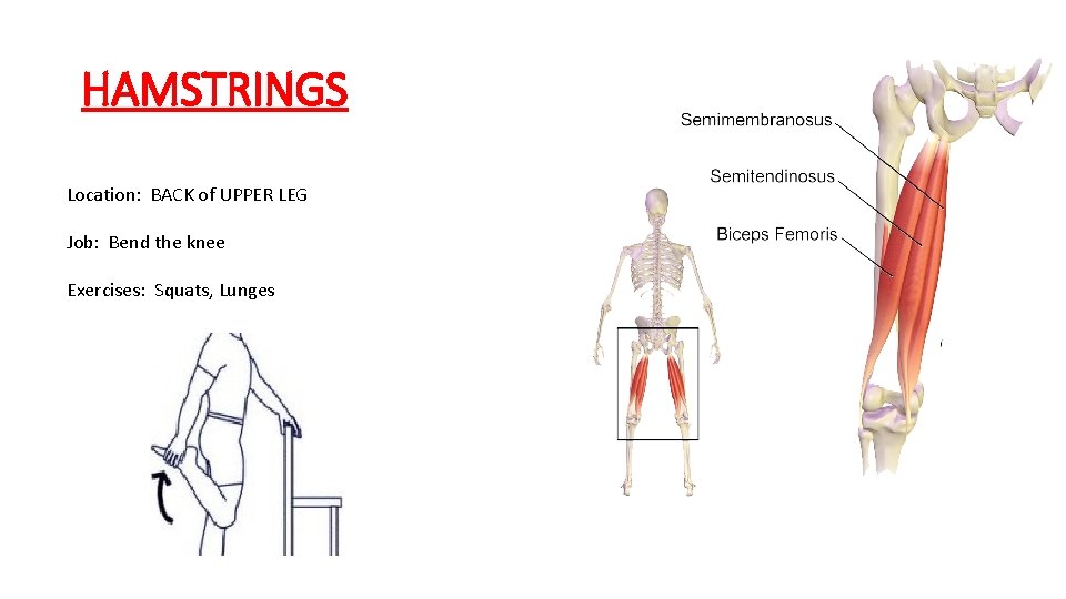 HAMSTRINGS Location: BACK of UPPER LEG Job: Bend the knee Exercises: Squats, Lunges 