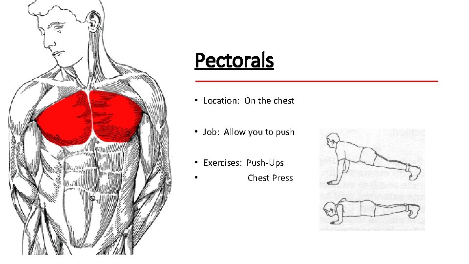Pectorals • Location: On the chest • Job: Allow you to push • Exercises: