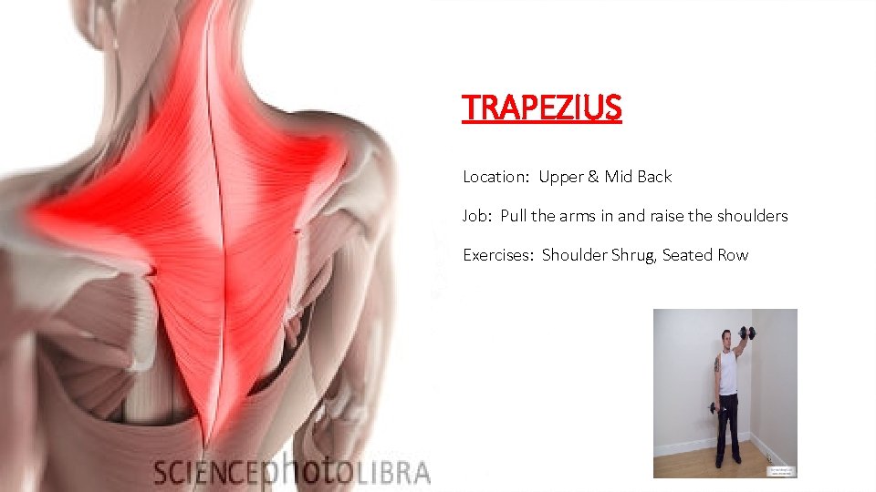 TRAPEZIUS Location: Upper & Mid Back Job: Pull the arms in and raise the