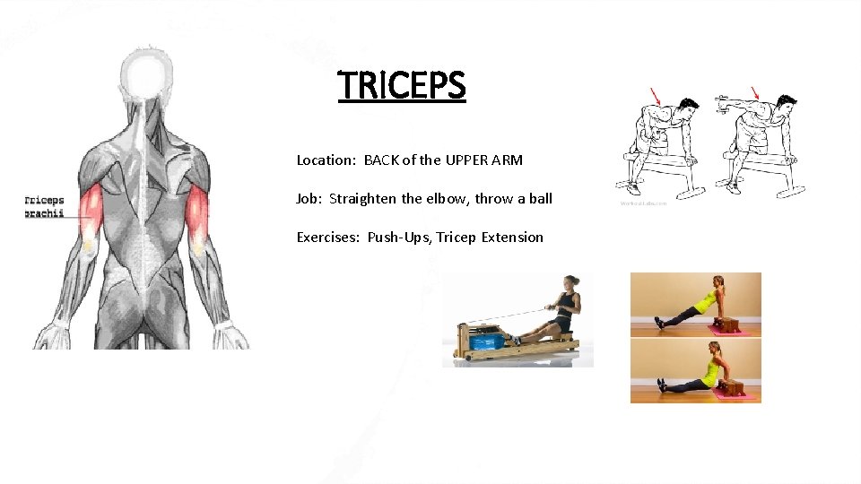 TRICEPS Location: BACK of the UPPER ARM Job: Straighten the elbow, throw a ball