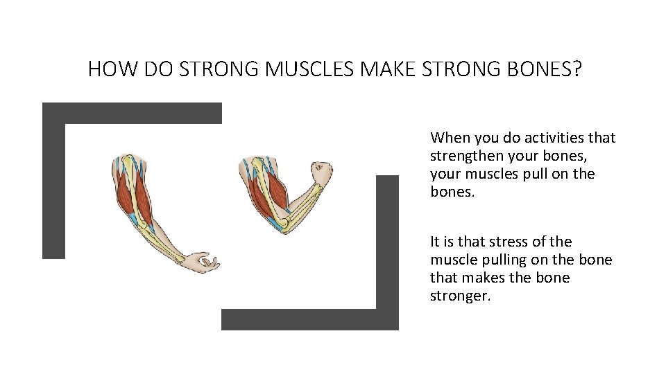 HOW DO STRONG MUSCLES MAKE STRONG BONES? When you do activities that strengthen your