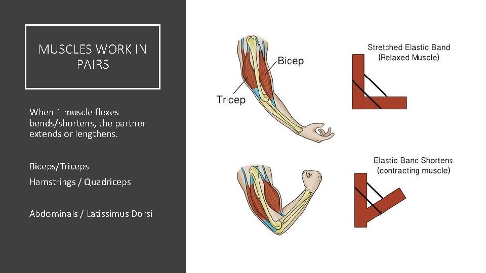 MUSCLES WORK IN PAIRS When 1 muscle flexes bends/shortens, the partner extends or lengthens.